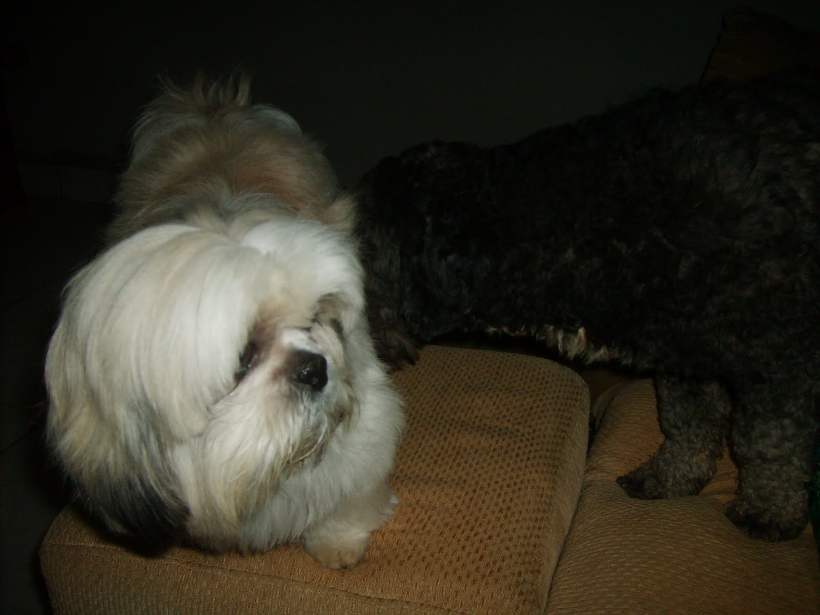 [CãesEmbaúba05-09-09+(2).JPG]