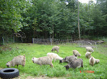 Yearling Angora & Pygora Does