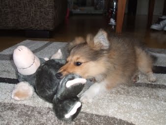 [Skye+mole2.JPG]