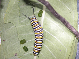 Houdini the caterpillar