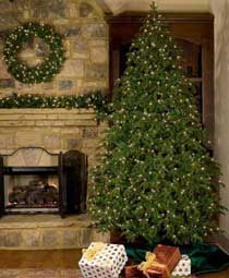 Fraser Fir Christmas Tree