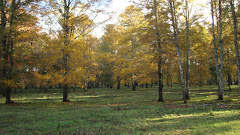 Otoño en mi campo...