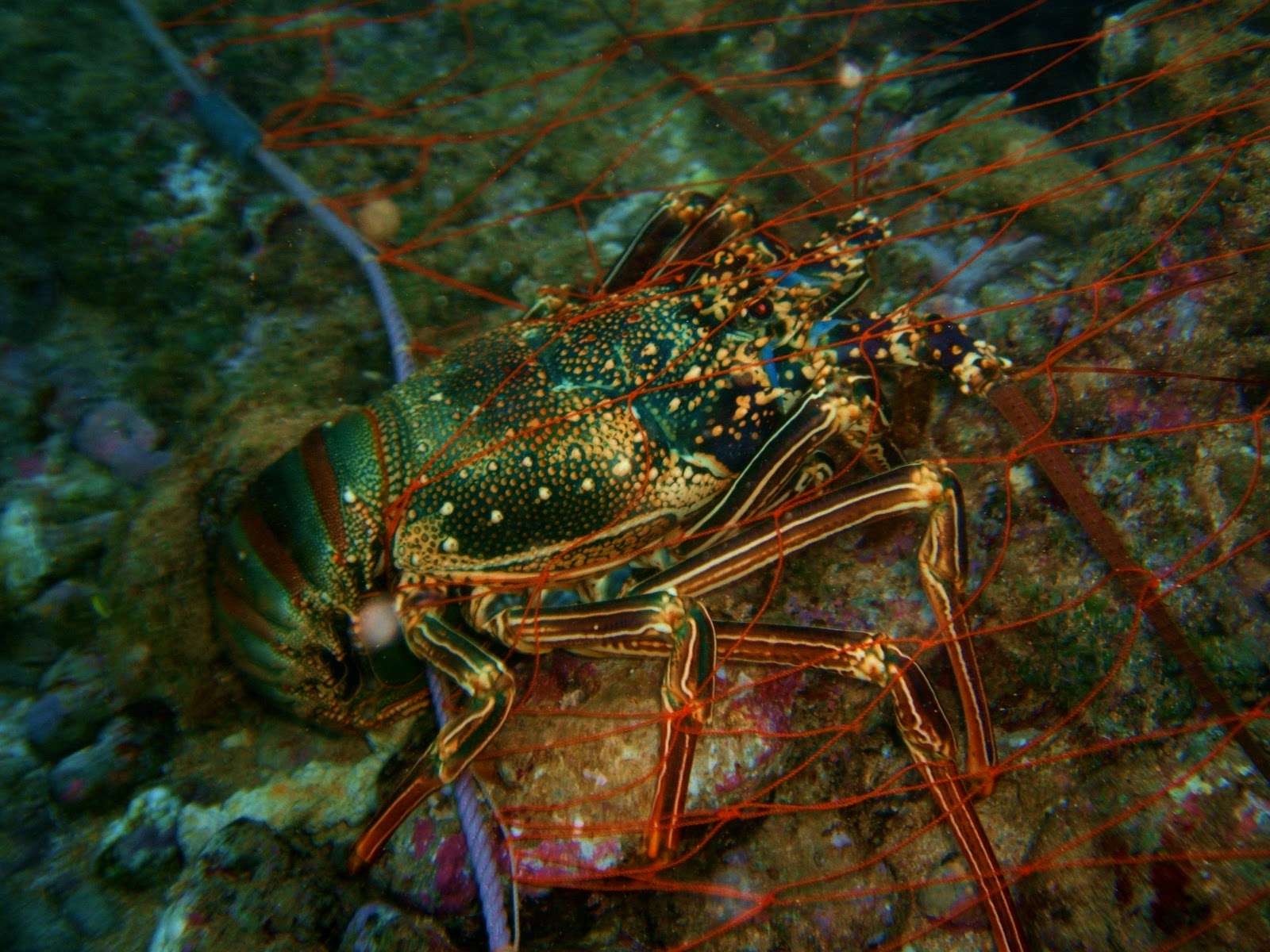 Hawaiian Odysseus HULA WITH MY 'ULAMEMORIES OF SPINY LOBSTERS, NETS