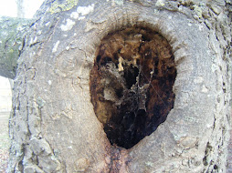 Aquel árbol...