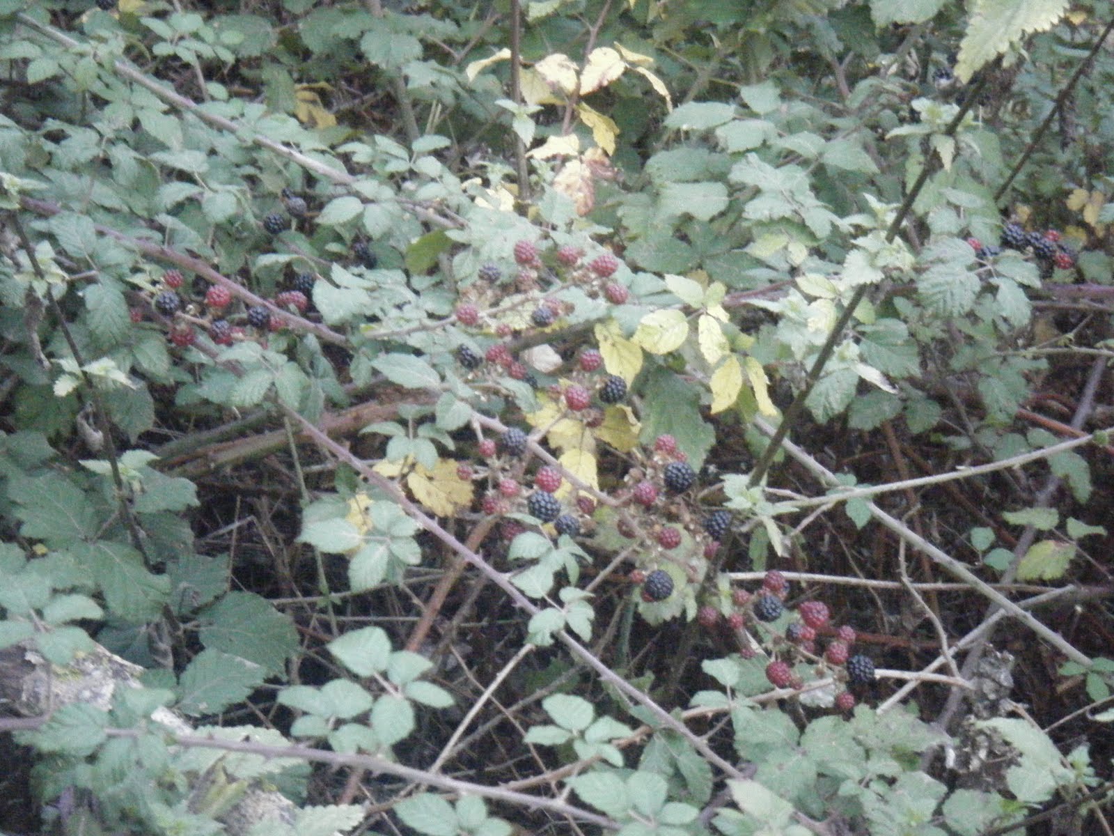[DSCF1195.JPG]