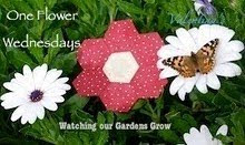 One-Flower Wednesday