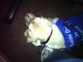 Bob lying nicely under a table - i think it was comfy because there was carpet. My foot is holding his leash down