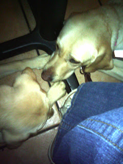 Bob and Egypt lying under a table - both of their heads are next to the leg of the table which is that big cross on the floor - we used it as a separator for them - Egypt is resting her head on one section and Bob's is up a little looking away from her