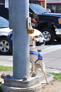 Bob with his front two legs up on the concrete thing that holds the pole with the button on it, his nose is up next to the button but the pole is blocking his face
