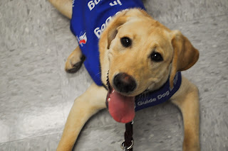 Bob looking up at the camera while laying on the tile at Petco, his head is cocked to the side and his tongue is hanging out.