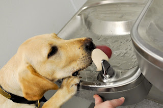 Bob with his front two feet on the water fountain, he is licking the water spout lol.