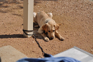 Bob laying on some gravel with his leash wrapped around a pole, it wrapped about 3 times