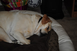 Egypt sleeping on a brown dog bed with her face all scrunched up and wrinkled looking