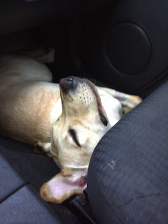 Bob laying in the car fast asleep with his nose straight up in the air because of the way he is propped up against the car