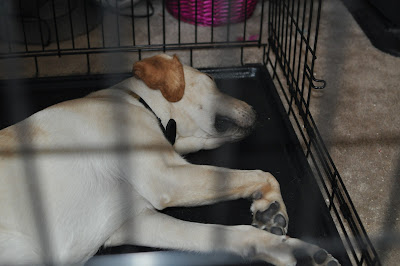 Bob sleeping in his crate, the door open right next to him.