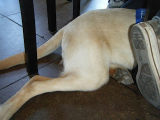 Bob's butt under my chair at Chili's, only his butt and back legs are under there the rest is out of the frame