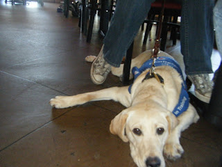 Picture of Bob from the front, most of his body is under the table with his butt under my chair