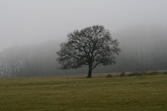 la photo du 21 février 2010 (633)