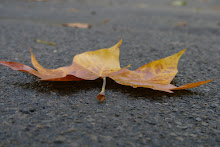 la photo du 16 octobre 2008 (157)