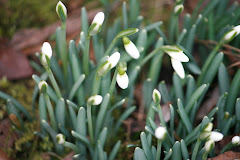 la photo du 18 février 2008 (281)