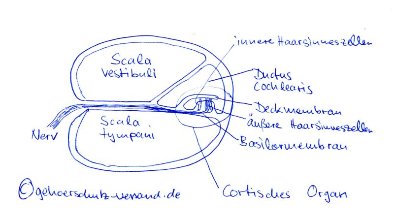 Welche Medikamente von den Würmern den Kaninchen