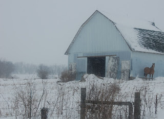 Barns With Horses In Snow Barns With Horses In Snow