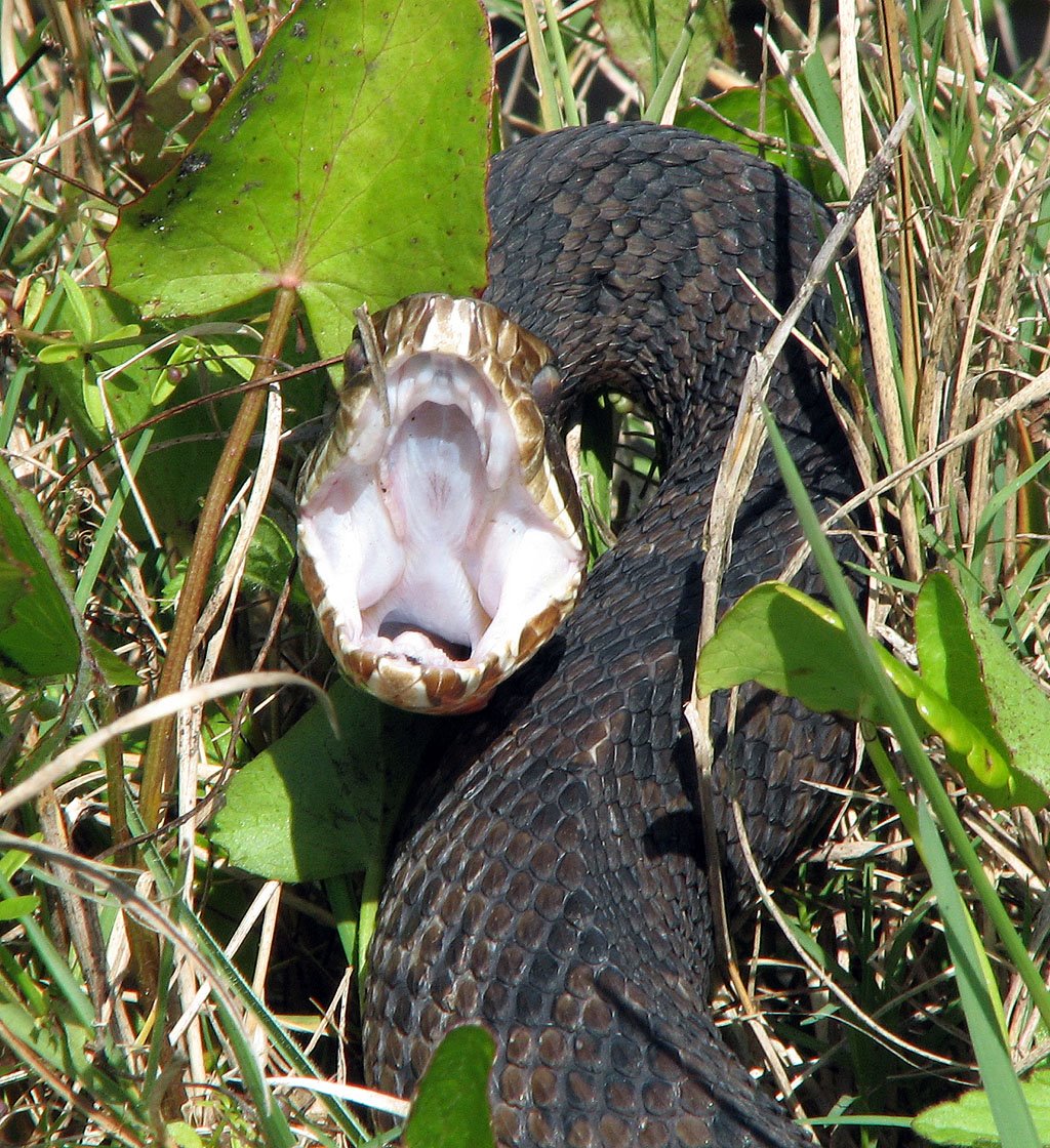 [2008_0415_123001-Snake+Cropped-Resized.jpg]