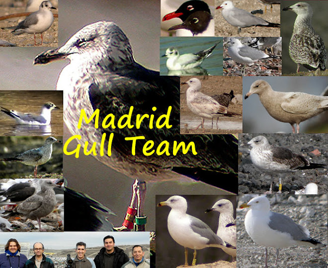 Madrid Gull Team