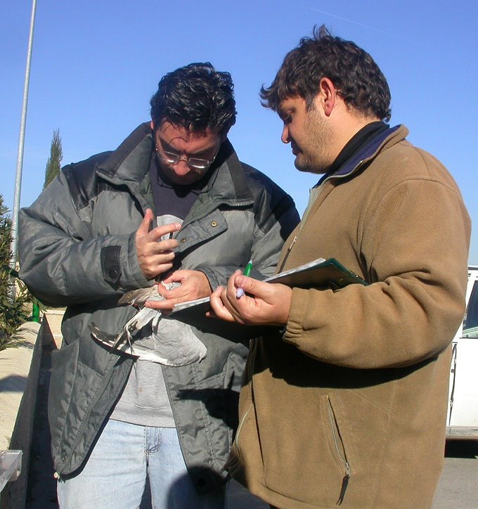 [Anillando+gaviotas+Pinto.JPG]