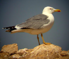 Gaviota Patiamarilla adulta, en la planta de compostaje de FERVASA, Valencia