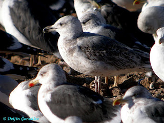 gaviota sp
