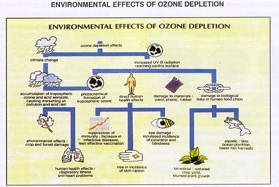Effects Of Ozone Layer Depletion On Marine Life