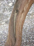 Alamo Cedar