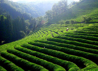 Boseong Tea Fields