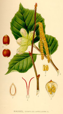 Леска, лешник / Coryllus avellana