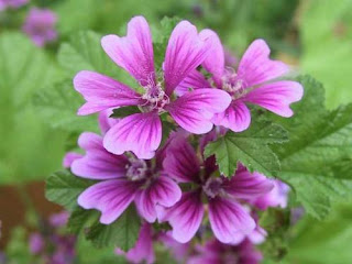 Камиляк, слез, слезен, окрилче / Malva silvestris