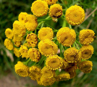 Калоферче / Tanacetum