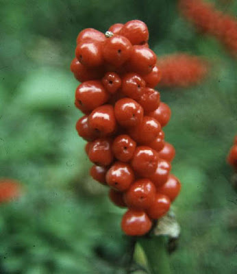 Змийска хурка / Arum maculatum