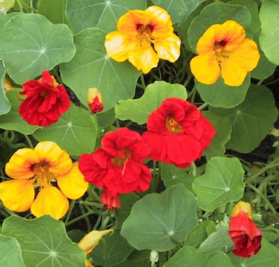 Латинка / Tropaeolum majus