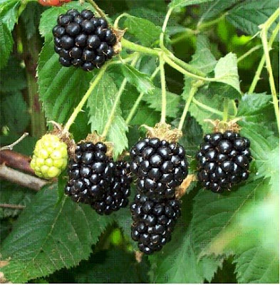 Къпина / Rubus fruticosus