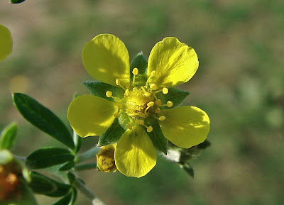 Прозориче, сребрист очеболец / Potentilla argentea