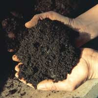 Optimistic About Topsoil