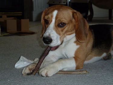 "Echo" the Beagle