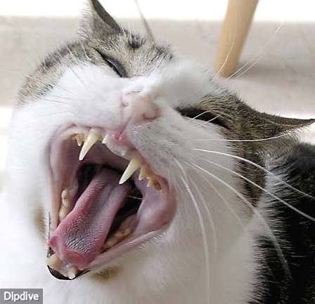 Cat Phobia
