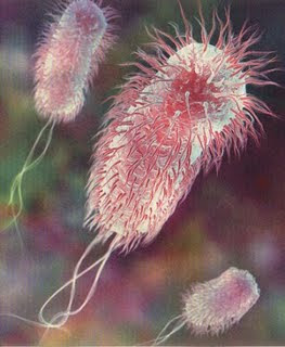 Flagelo bacteriano in situ: Darwin não explica a origem e nem a evolução disso!!!  Flagelo+bacteriano+15