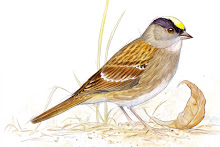 Golden-crowned Sparrow