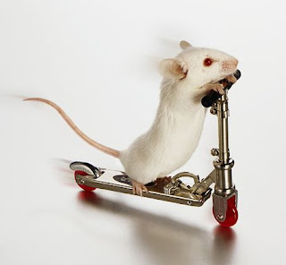 http://4.bp.blogspot.com/_4jrSe7N3JYI/TDAU8NjZO0I/AAAAAAAABBY/r5IOi-eRs44/s1600/white-mouse-on-skate-board.jpg
