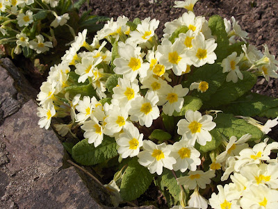 Primroses