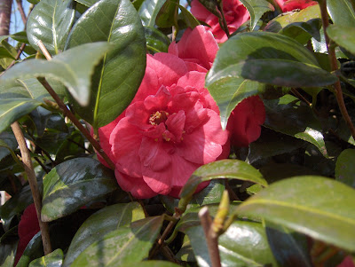Camellia flower