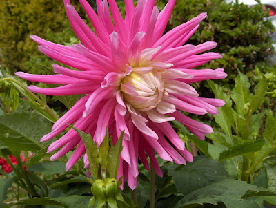 Pink dahlia